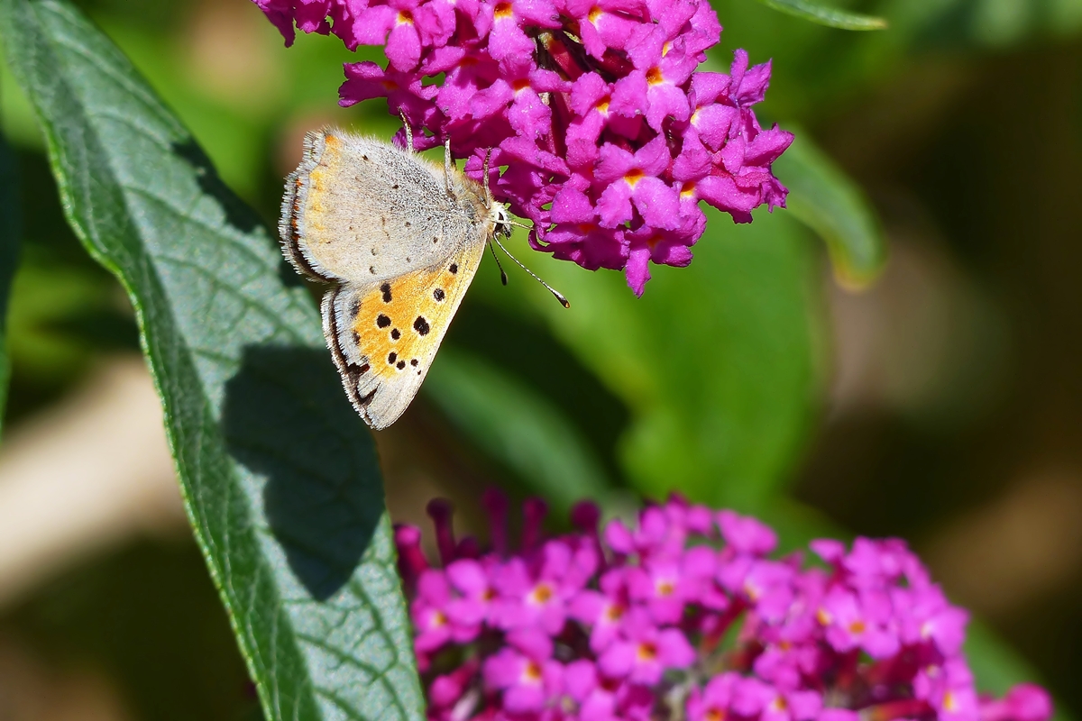 . Die Flgelunterseite des Kleinen Feuerfalters (Lycaena phlaeas). 24.09.2015 (Jeanny)