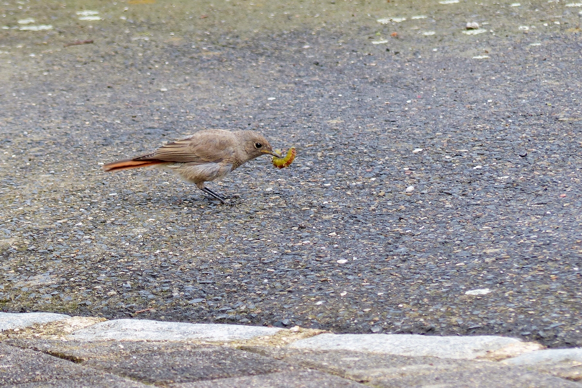 . Die Raupe scheint in sein Beuteschema zu passen. 13.07.2014 (Jeanny)