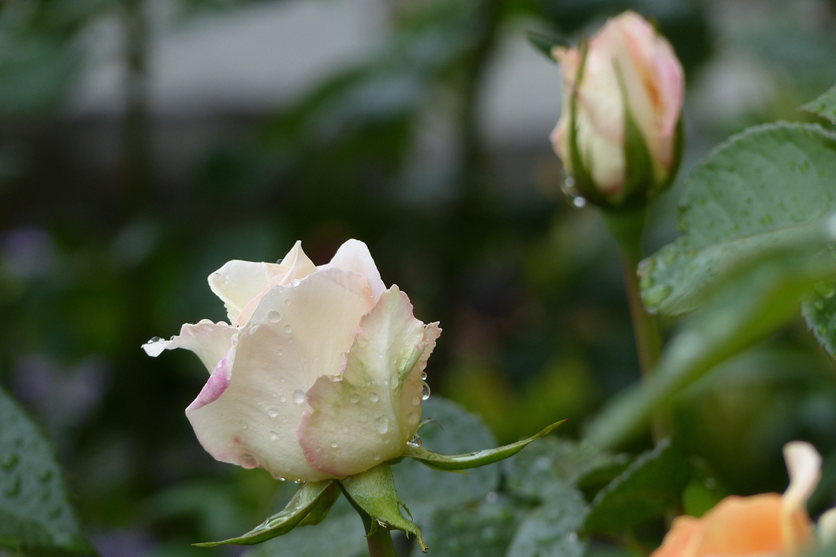 . Die weien Rosen beginnen zu blhen. 01.06.2018 (Jeanny)