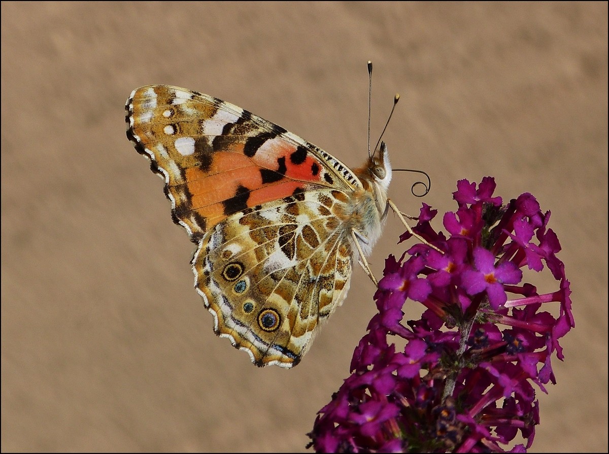 . Distelfalter (Vanessa cardui). 13.08.2013 (Jeanny)