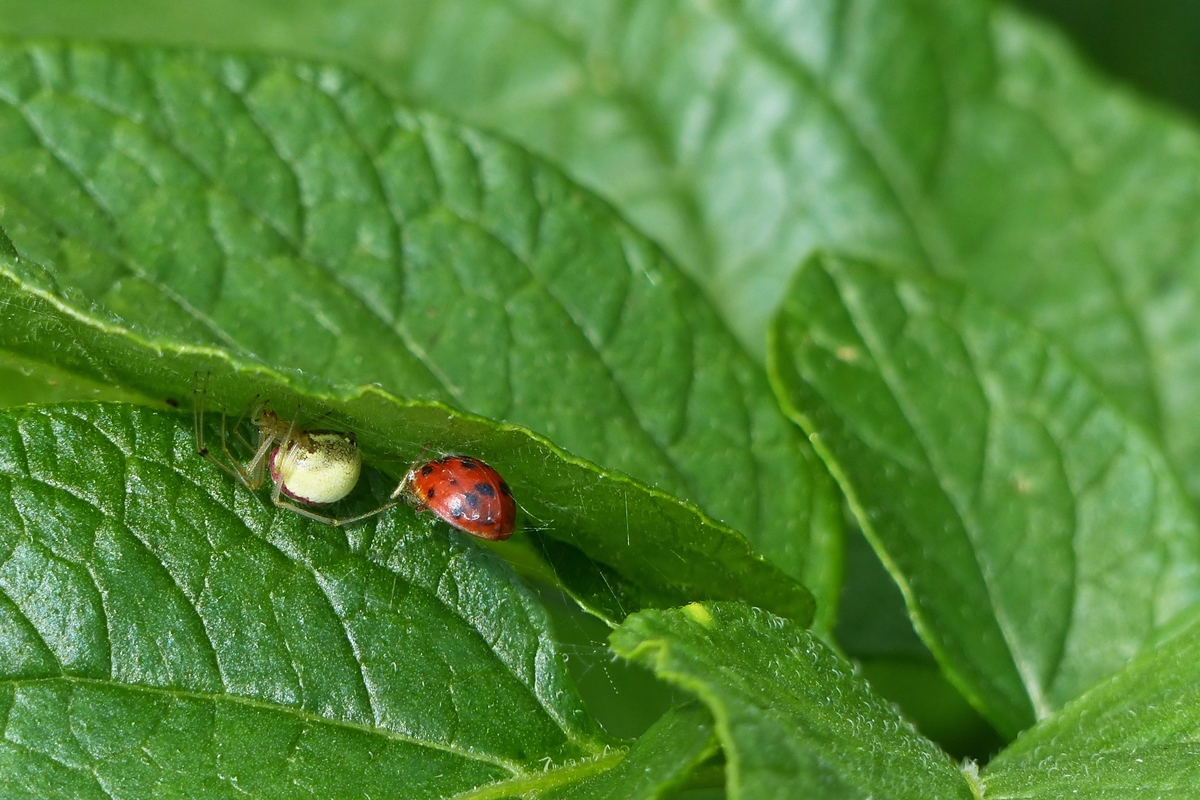 . Drama im Kartoffelbeet - Die Spinne ist satt und vom Marienkfer bleiben nur die Deckflgel brig. 13.07.2014 (Jeanny) 