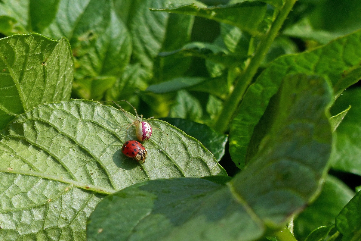 . Drama im Kartoffelbeet - Ein Marienkfer ist der Spinne ins Netz gegangen. 13.07.2014 (Jeanny)