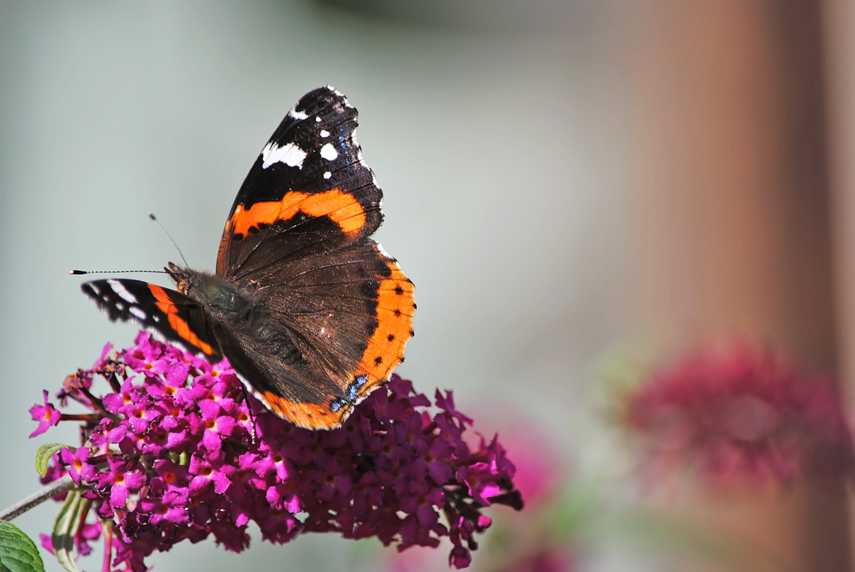 . Ein Admiral labt sich am Nektar des Sommerflieders. 20.09.2015 (Jeanny)