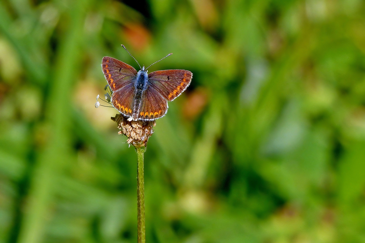 . Ein flchtiges Sonnenbad fr den Groen Sonnenrschen-Bluling (Aricia artaxerxes). 17.09.2014 (Jeanny)