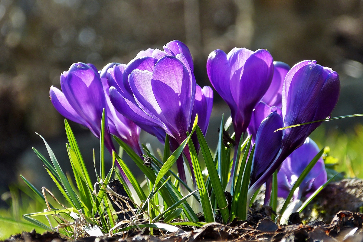 . Ein frhlingshafter Blumenstrau. 06.03.2014 (Jeanny)