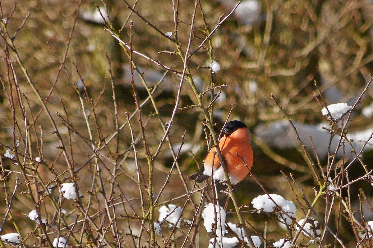 . Ein Gimpel (Pyrrhula pyrrhula), auch Dompfaff oder Blutfink genannt, auf Nahrungssuche. 04.02.2015 (Hans)