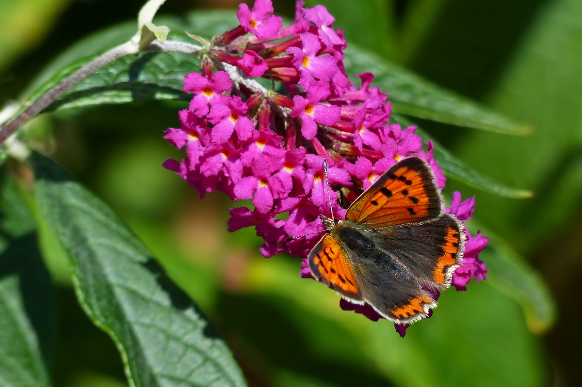 . Ein Kleiner Feuerfalter (Lycaena phlaeas) sonnt sich am 24.09.2015 auf unserem Buddleja Strauch. Die Falter erreichen eine Flgelspannweite von 22 bis 27 Millimetern und dass sie zur Familie der Blulinge gehren, braucht im Grunde nicht erwhnt zu werden. (Jeanny)