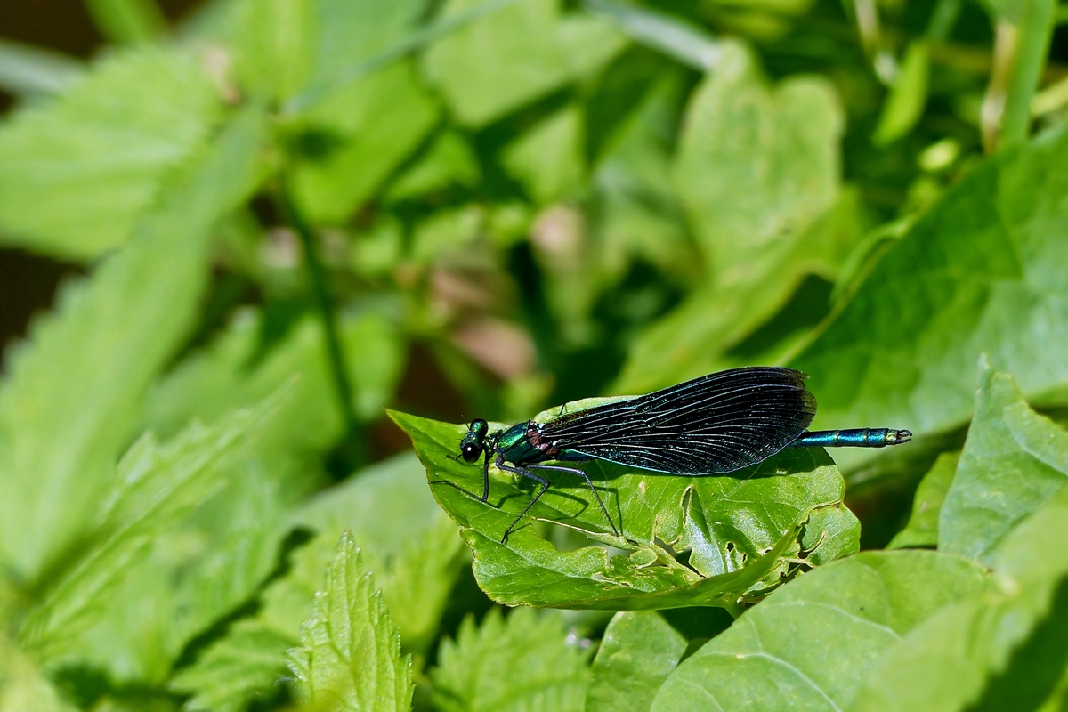 . Ein Mnnchen der Blauflgel-Prachtlibelle (Calopteryx virgo) geniet die raren Sonnstrahlen des 16.08.2014. (Jeanny)