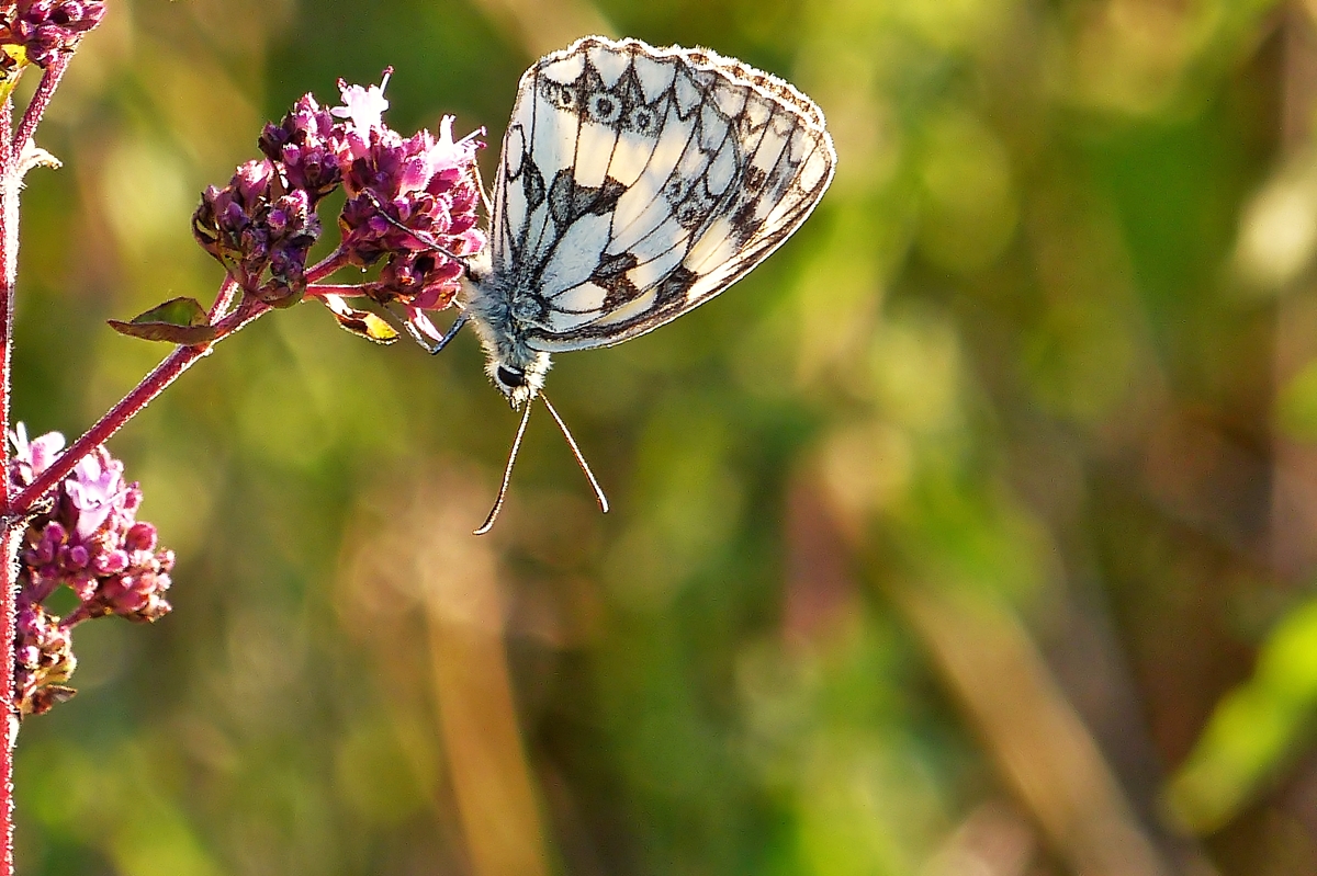 . Ein Schachbrett (Melanargia galathea) im Abendlicht des 03.07.2014. (Jeanny)