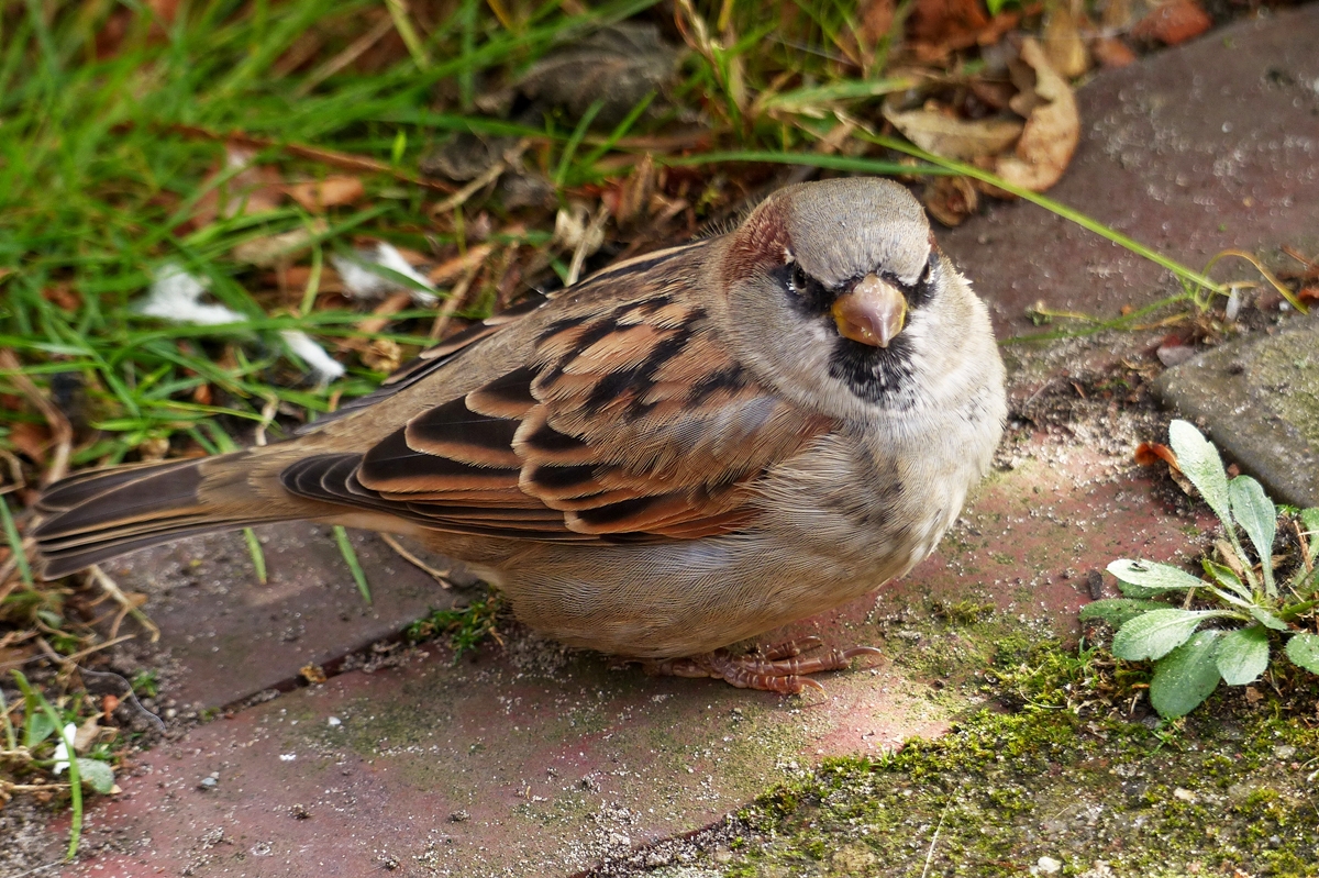 . Einen kleinen Krmel knnest Du aber schon runterfallen lassen. Spiekroog, 09.10.2014 (Jeanny)