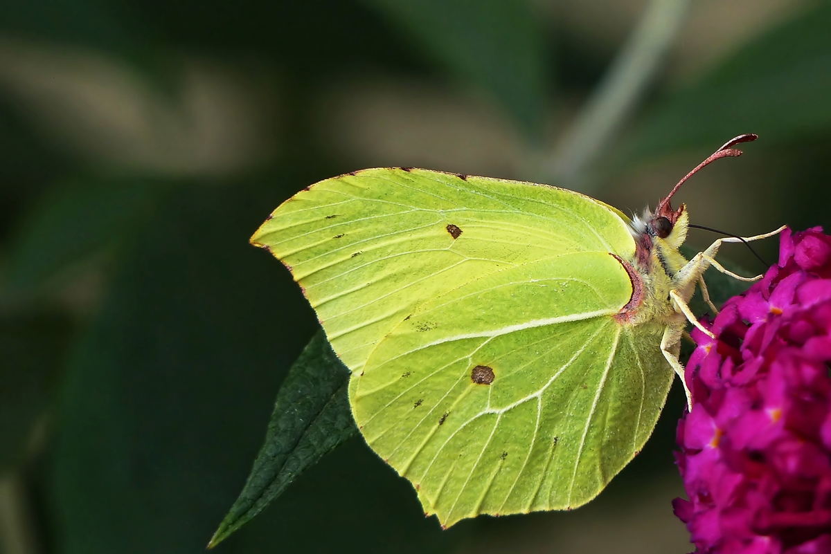 . Einheimische Schnheit, der Zitronenfalter (Gonepteryx rhamni). 07.09.2014 (Jeanny)