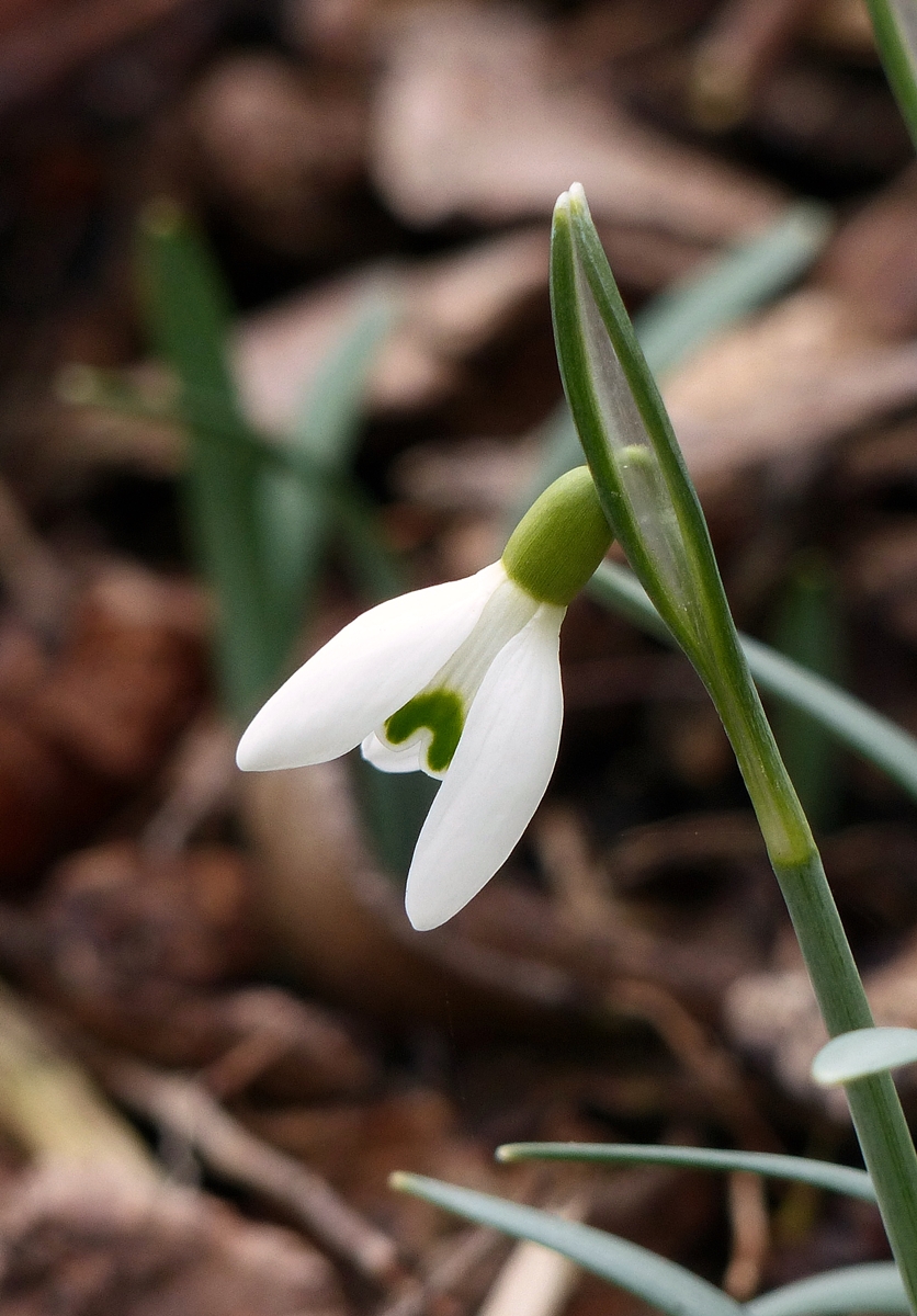 . Endlich Frhling! 06.03.2018 (Jeanny)