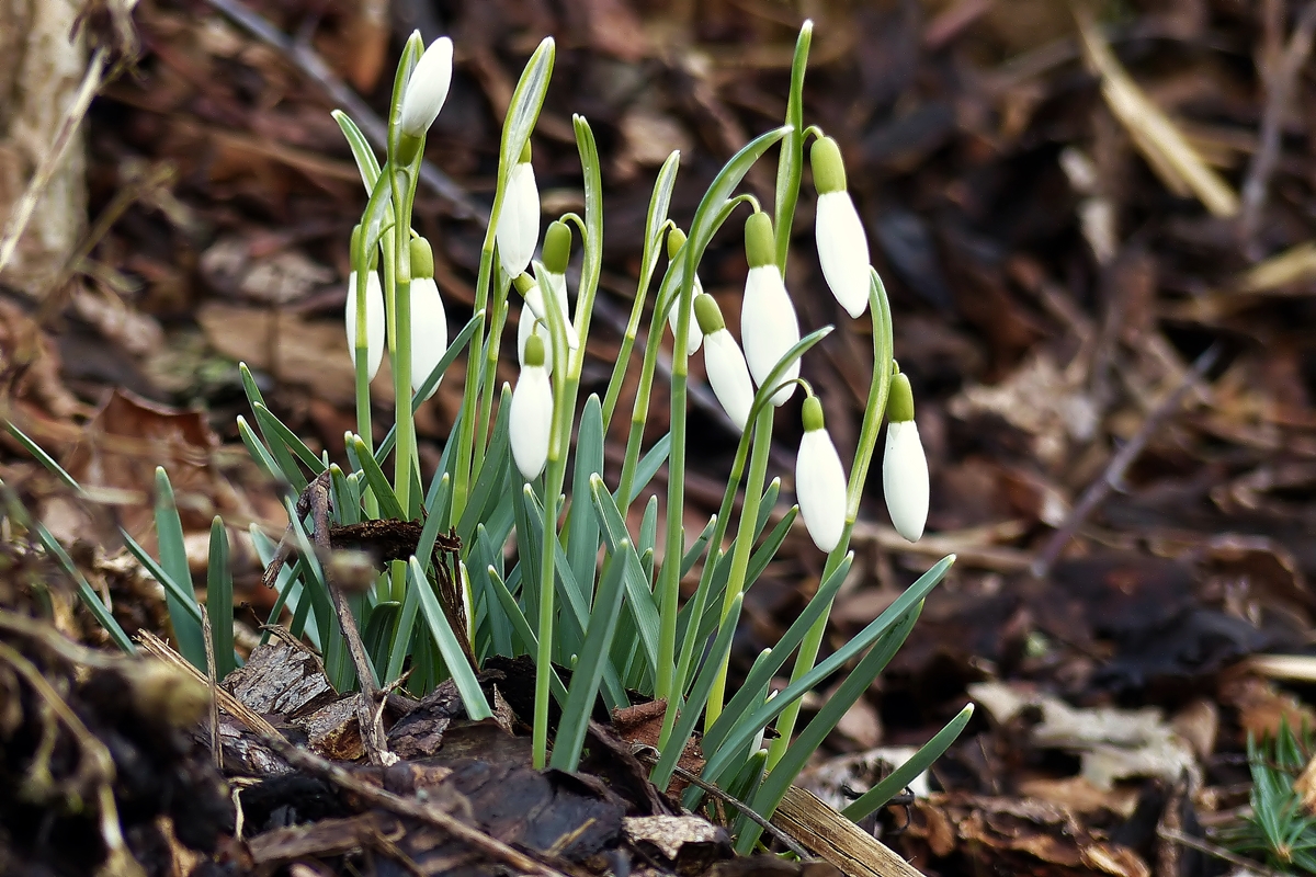 . Erstes zaghaftes Frhlingserwachen. 04.03.2015 (Jeanny)