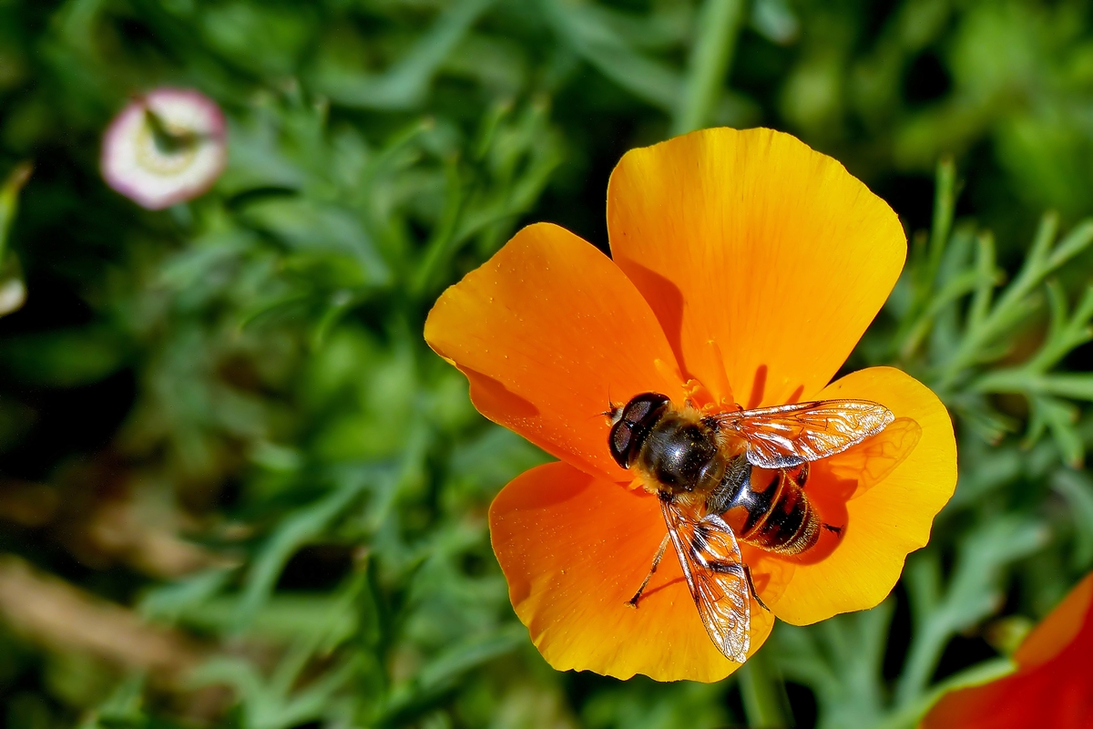 . Fast zu gro fr die zierliche Blte. 11.08.2014 (Jeanny)