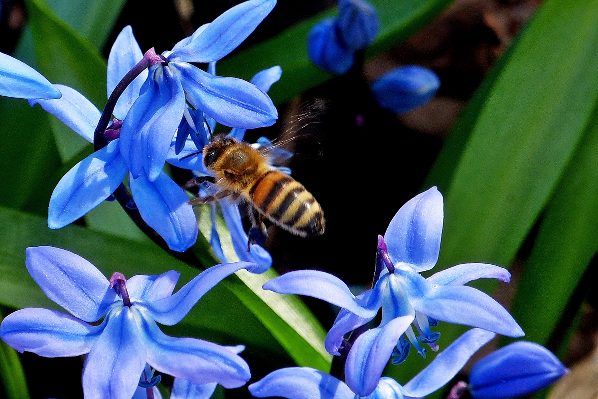 . Fleissiges Bienchen. 02.04.2014 (Jeanny)