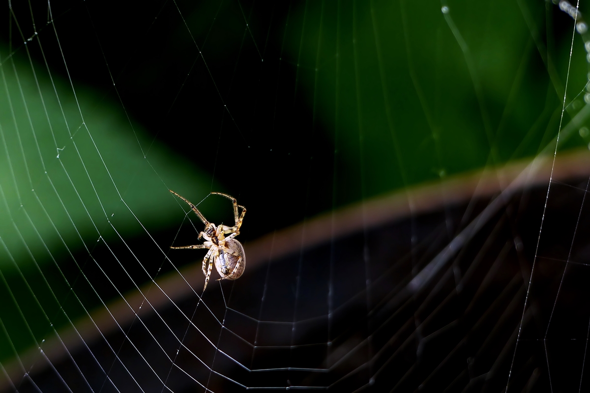 . Frau Spinne bei der Arbeit. 20.09.2014 (Jeanny)