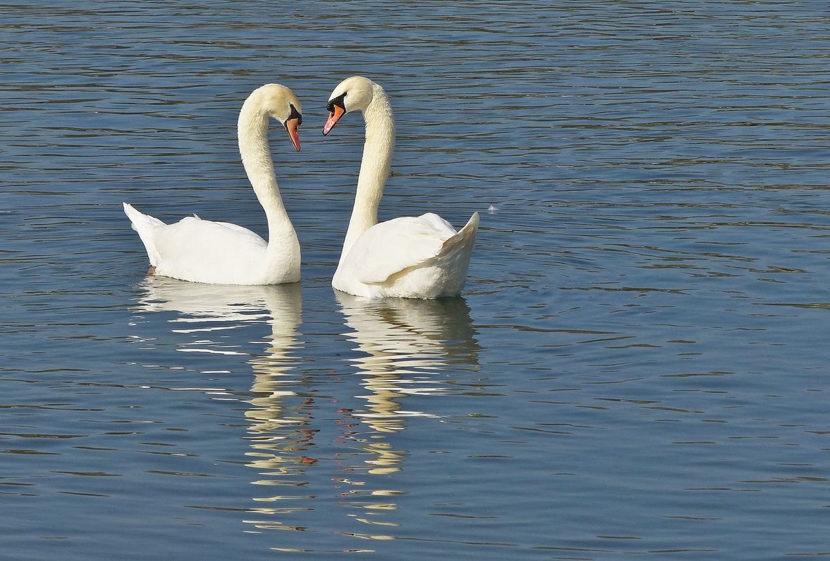 . Frhling an der Mosel. 17.03.2015 (Jeanny)