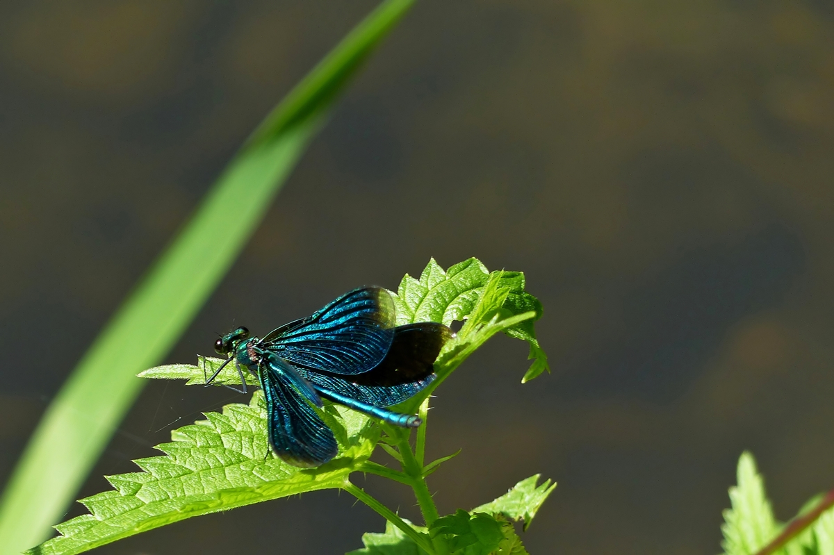 . Fr einen ganz kurzen Augenblick zeigt die Blauflgel-Prachtlibelle (Calopteryx virgo) die ganze Pracht ihrer blauen Flgel. 16.08.2014 (Jeanny)