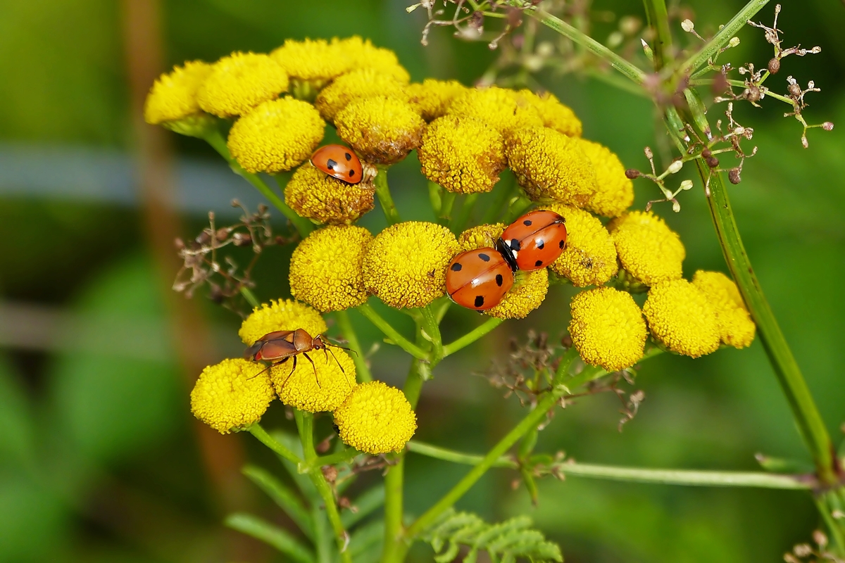 . Gut besuchte Blte. 09.08.2015 (Hans)