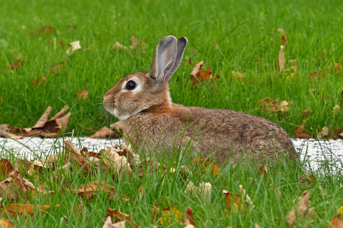 . Ist bald Ostern auf Borkum? 08.10.2014 (Jeanny)