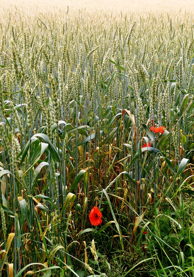 . Klatschmohn im Weizenfeld. 22.06.2014 (Jeanny)