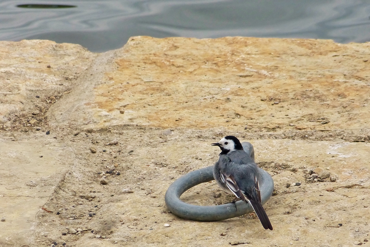 . Kurze Rast fr die Bachstelze. 26.05.2014 (Jeanny)