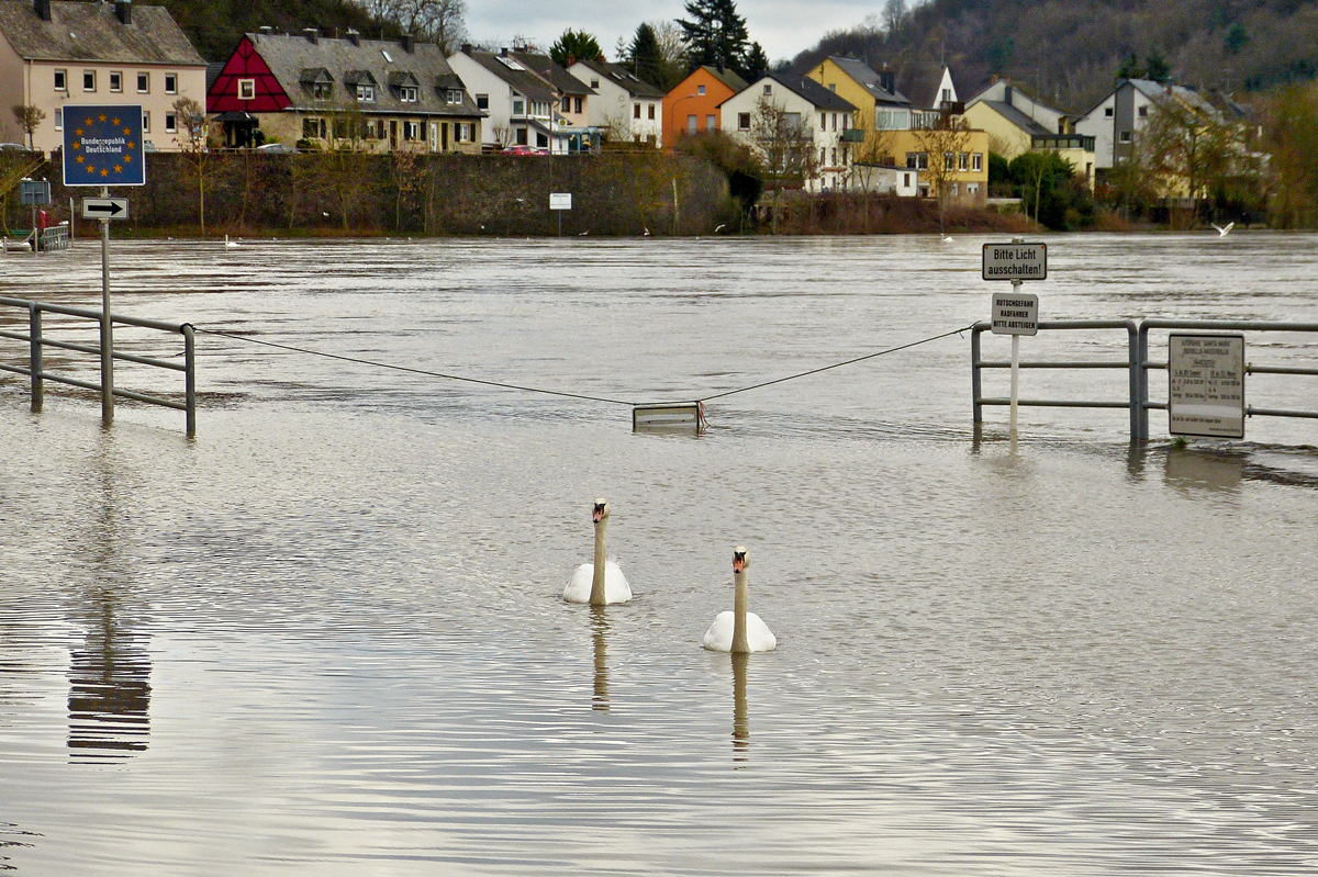 . Land unter in Wasserbillig - Nur die Schwne drfen die Rue de la Moselle benutzen. 12.02.2016 (Hans)