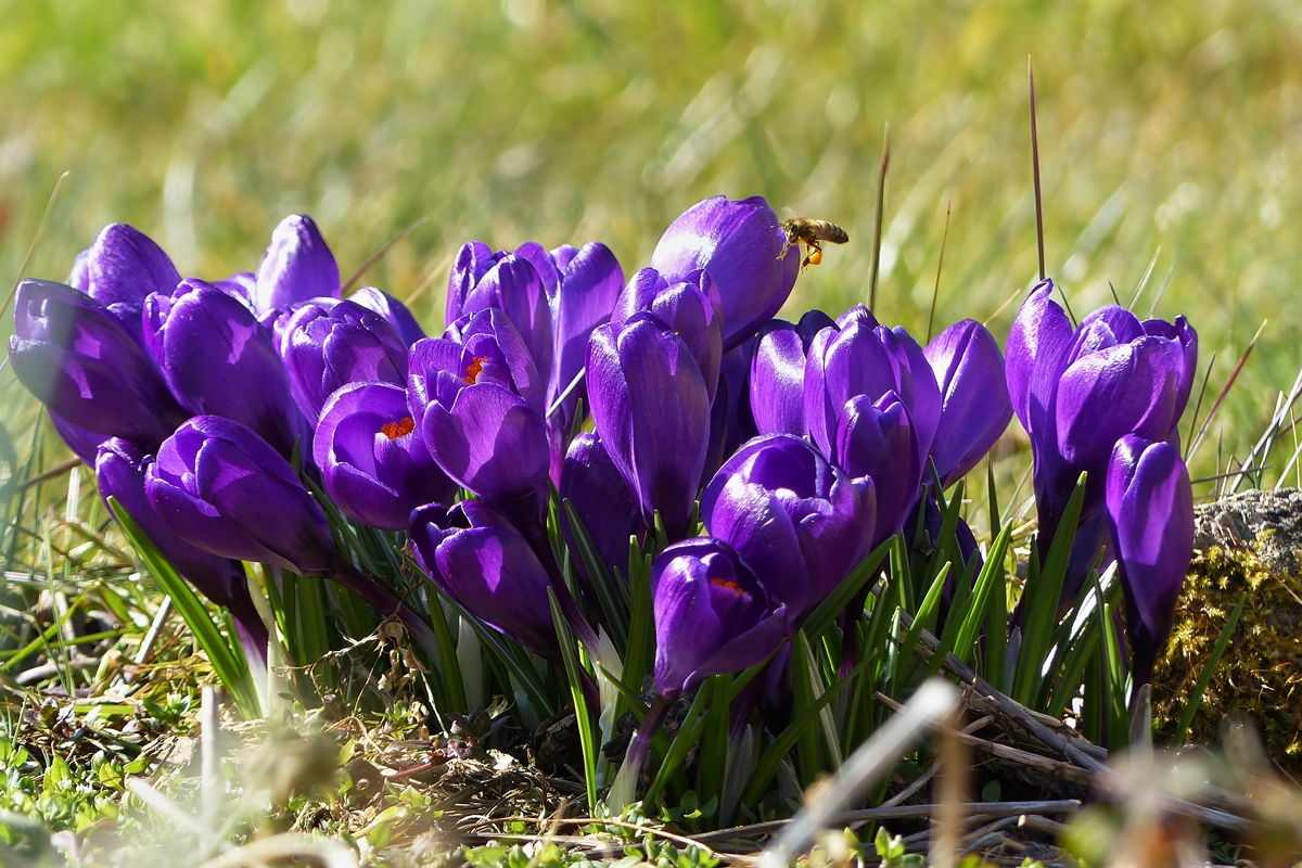 . Landeanflug auf die Krokusse. 12.03.2015 (Jeanny)