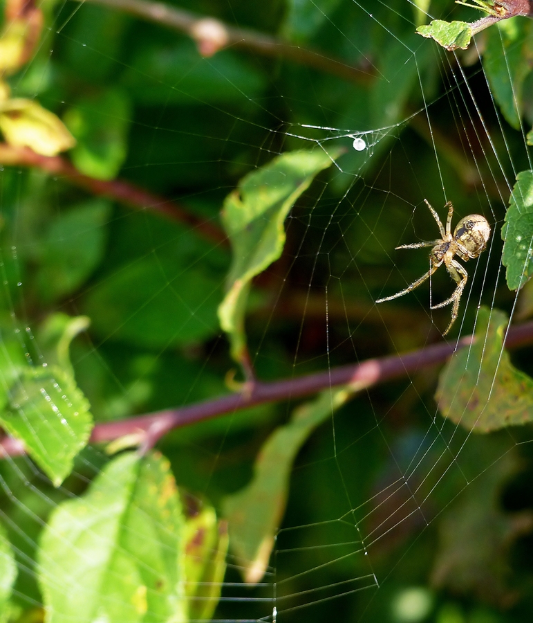 . Morgendlicher Kontrollgang. 20.09.2014 (Jeanny)