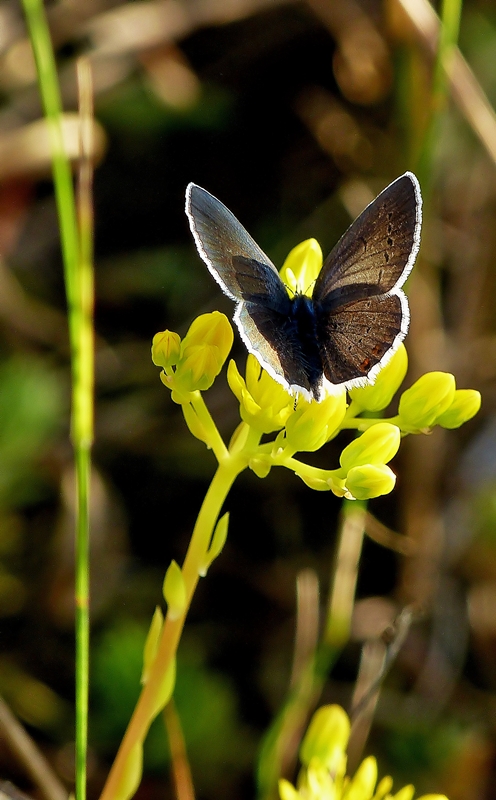 . Nur auf den zweiten Blick ist der Bluling zu erkennen, ein Brauner Feuerfalter (Lycaena tityrus) beim abendlichen Nektarnaschen. 03.04.2014 (Jeanny)