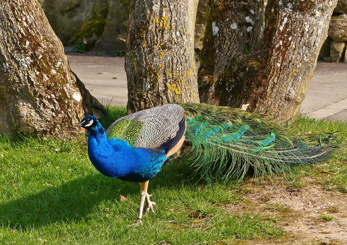 . Parc Merveilleux Bettembourg - Blauer Pfauenhahn. 08.04.2015 (Jeanny)