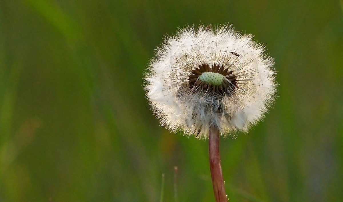 . Pusteblume im Abendlicht. 19.05.2014 (Jeanny)