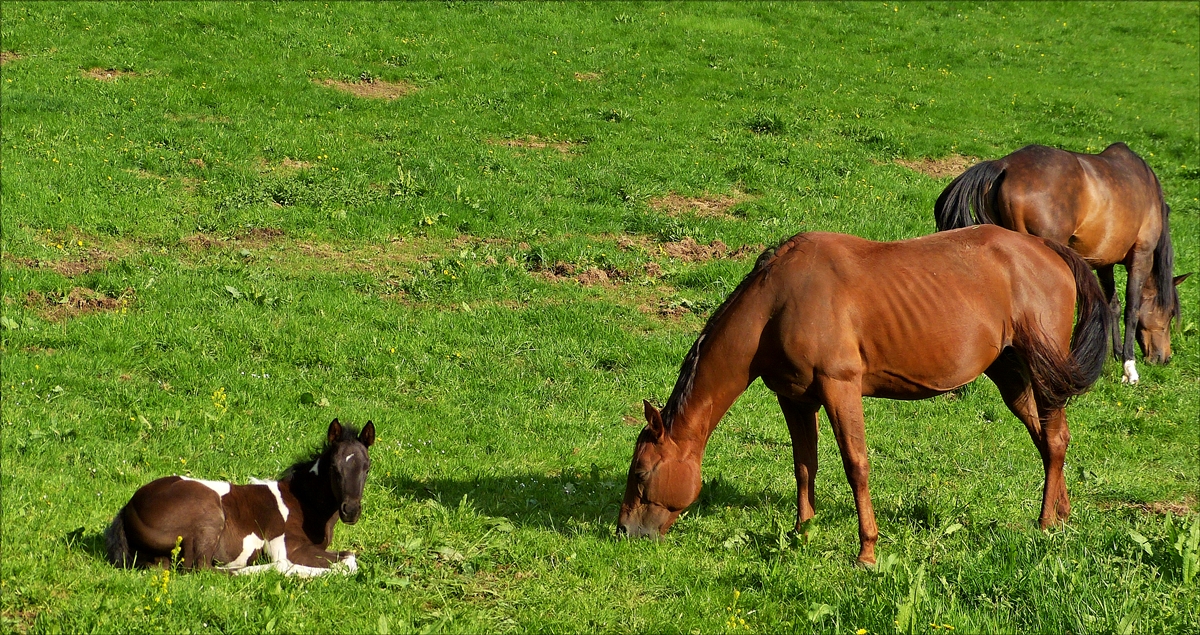 . Ruhepause auf der Koppel. 01.05.2018 (Hans)