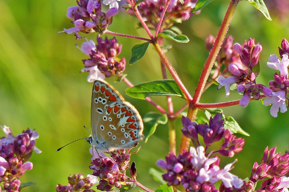 . Sehr selten in Mitteleuropa anzutreffen, das Weibchen des Kleinen Sonnenrschen-Blulings (Aricia agestis). Wilwerwiltz, 17.07.2014 (Jeanny)