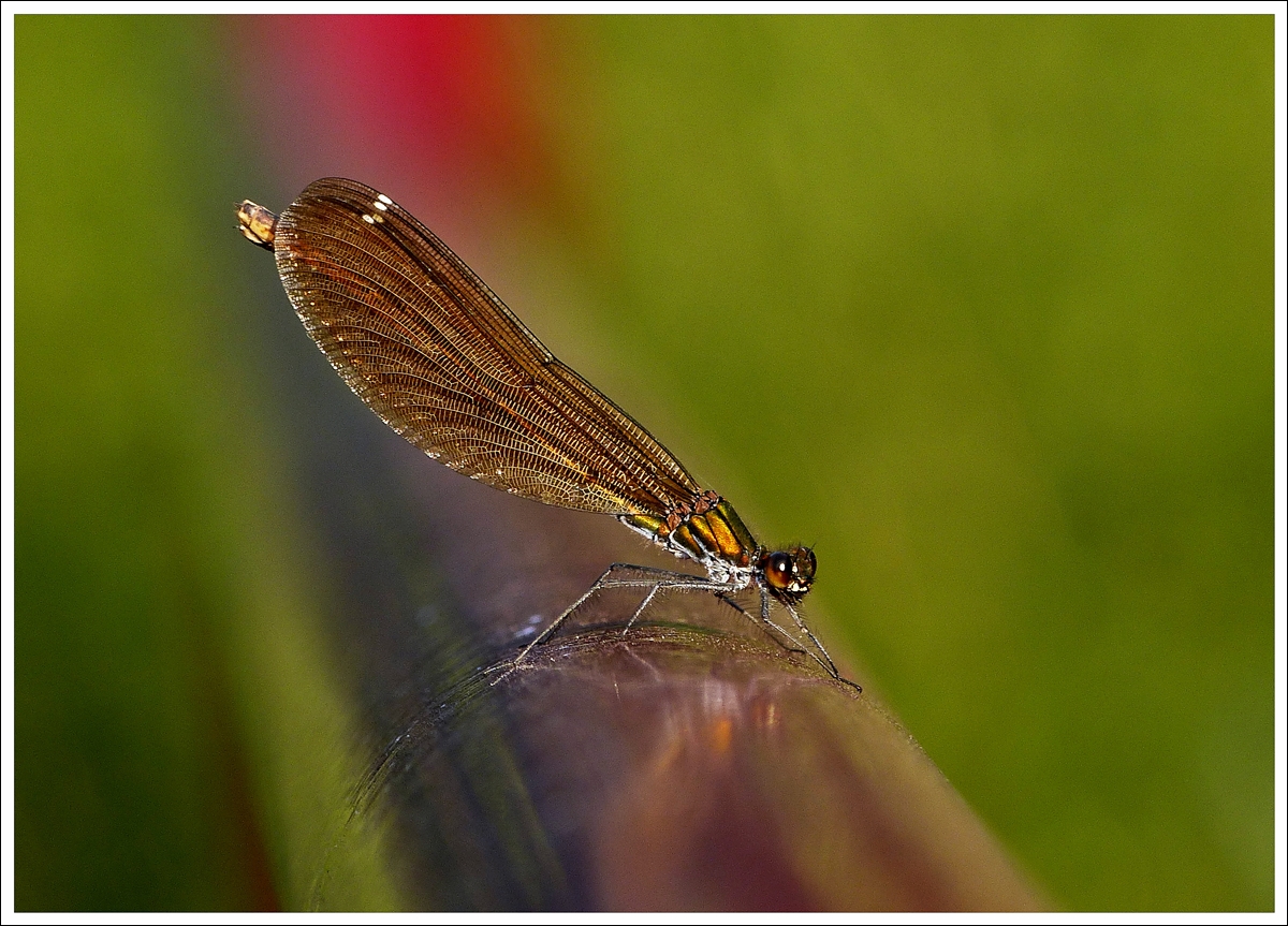 . Sommer Souvenirs - Als wre sie aus purem Gold. 25.07.2013 (Jeanny)