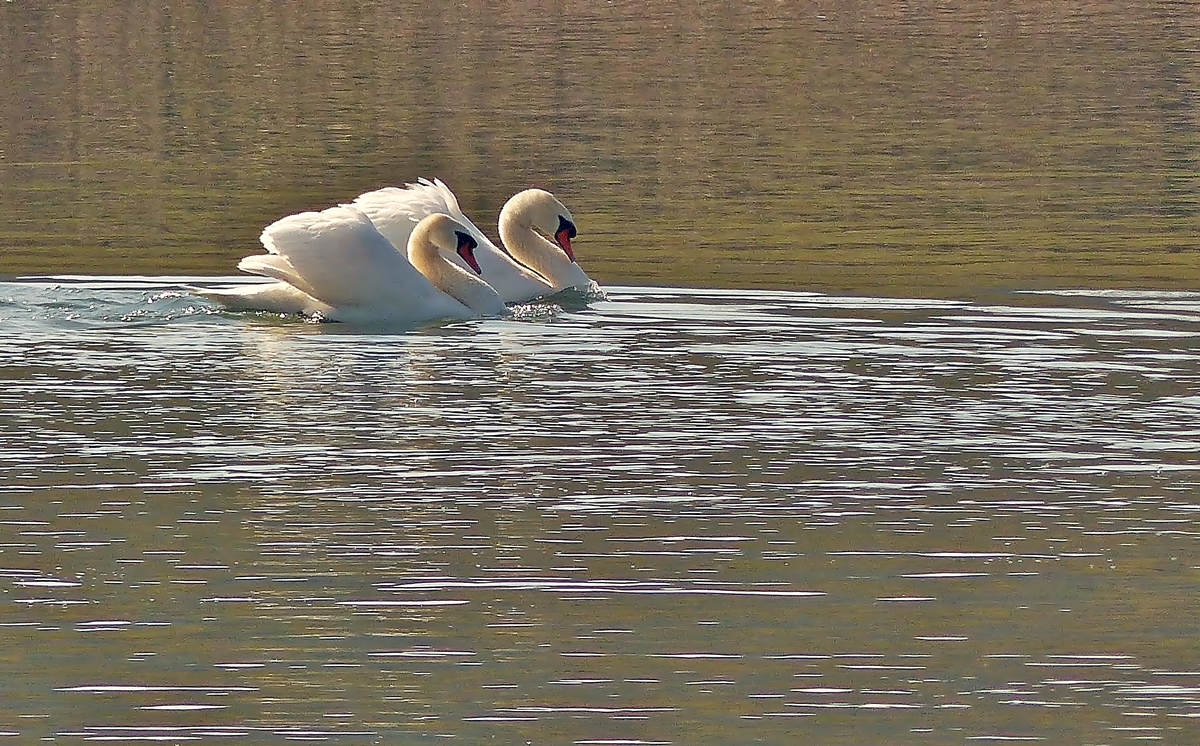 . Spieglein, Spieglein..., wer ist der Schnste an der Mosel. 17.03.2015 (Jeanny)