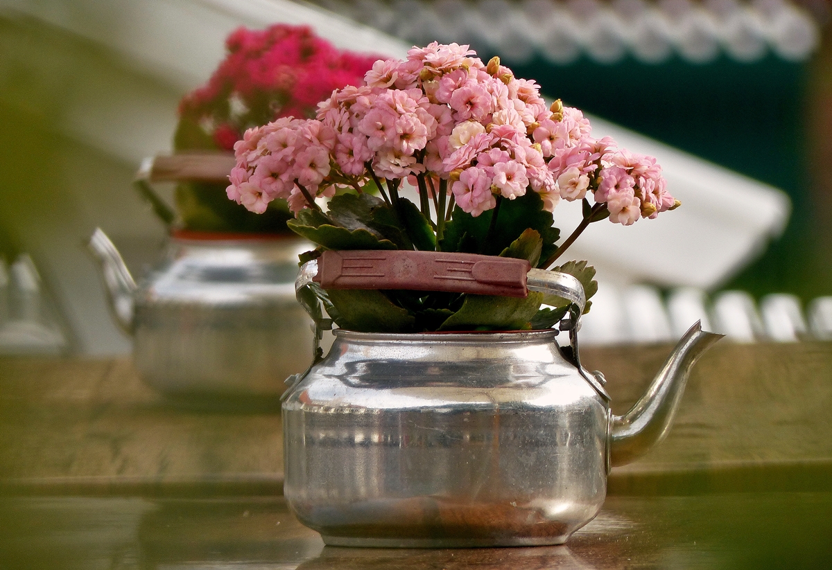 . Spiekerooger Blumenschmuck. 09.10.2014 (Jeanny)