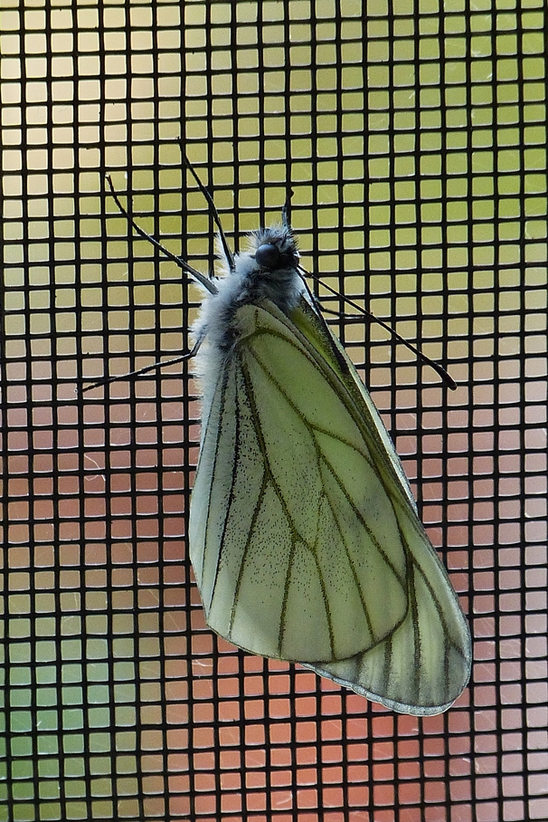 . Von der Raupe zum Schmetterling - Am 05.06.2015 vor unserer Abreise in die Schweiz war dieser Baum-Weiling gerade geschlpft, hier sitzt er noch regungslos, um seine Flgel zu trocknen und zu entwickeln. bers Wochenende lie ich den Kfig offen, wo der letzte der 5 Schmetterlinge am Montag schlpfte. (Hans)