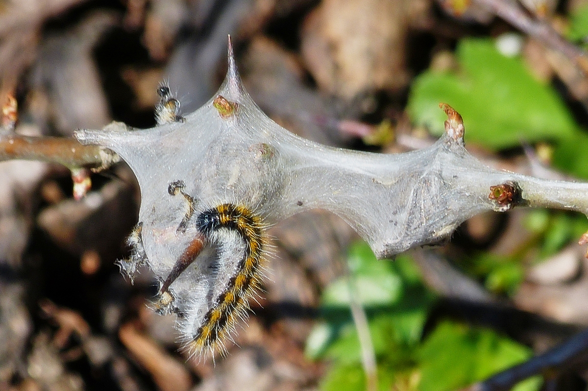 . Von der Raupe zum Schmetterling - Diese Raupe eines Baum-Weilings habe ich an ihrem Gespinnst (Nest) in der Hecke unseres Gartens, wo sie die Bltter an den Zweigen sauber abgefressen hatte, gesehen. Am nchsten Tag fand ich unzhlige Raupen in der Hecke verstreut. 23.04.2015 (Hans)