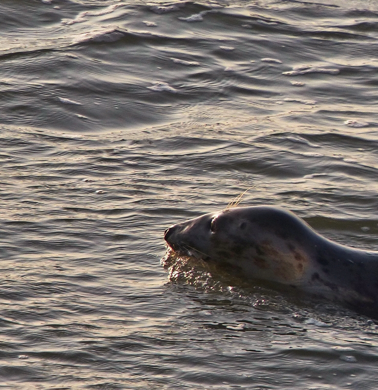 . Wettschwimmen mit der Fhre zwischen Nemersiel und Baltrum. 06.10.2014 (Jeanny)