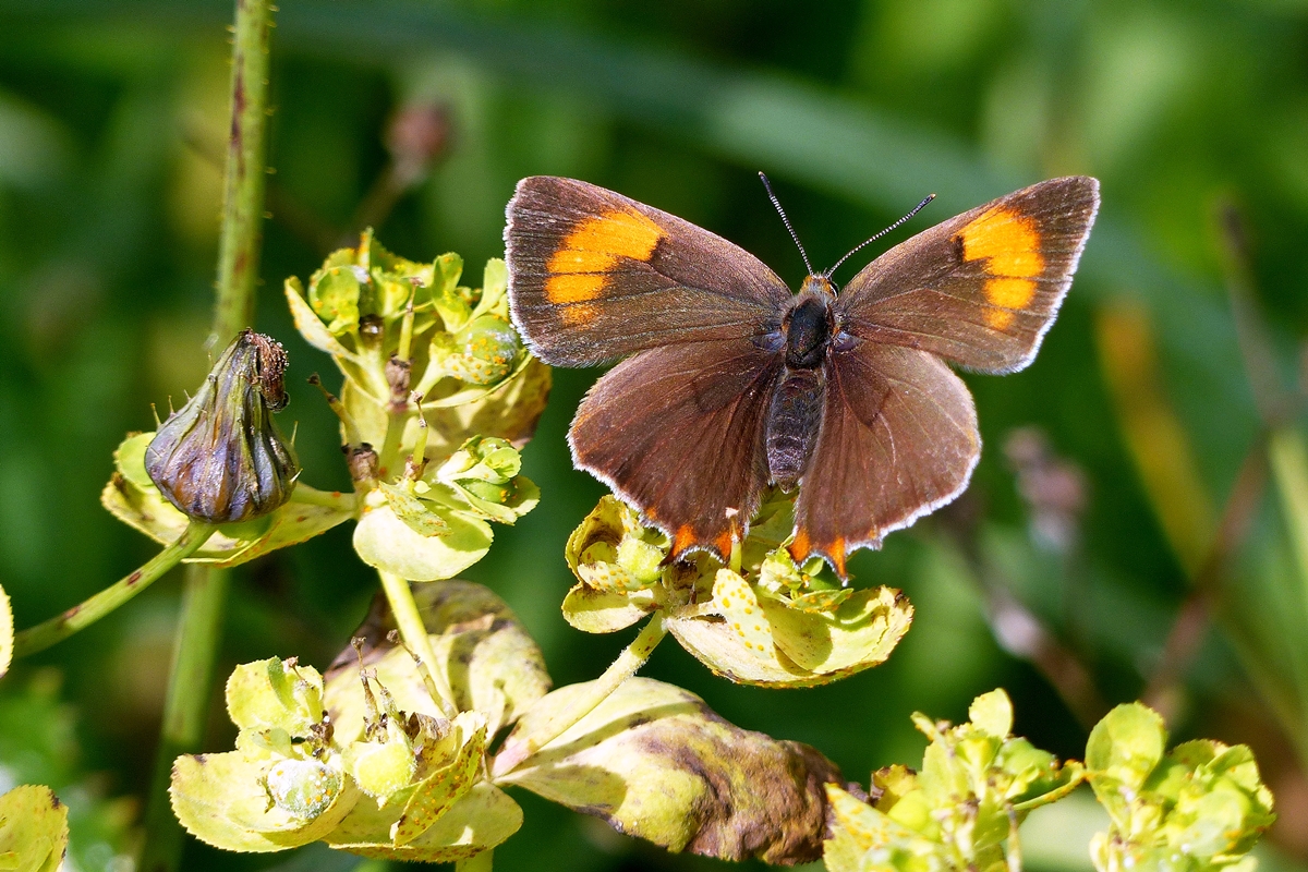 . Wieder mal was Seltenes erwischt, ein Weibchen des Nierenfleck-Zipfelfalters (Thecla betulae) aus der Familie der Blulinge. Erpeldange, 14.08.2014 (Jeanny)