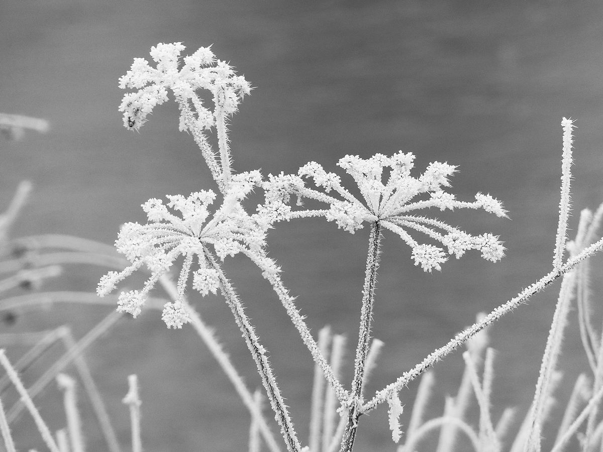 . Winterliche Impression in S/W. Mersch, 31.12.2016 (Jeanny)