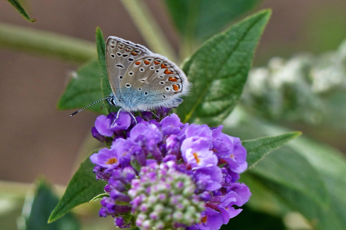 . Wunderschner Besuch bei unserem Buddleja am Nachmittag des 30.07.2018. (Jeanny)