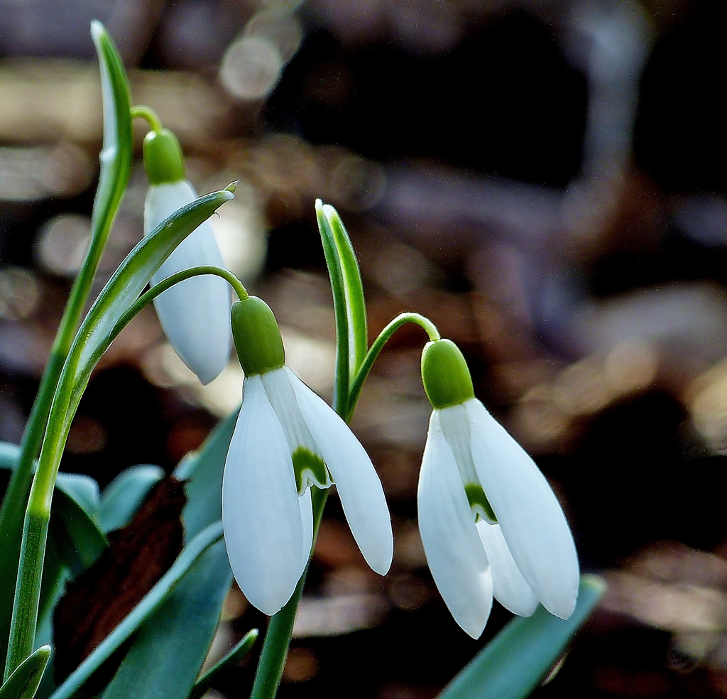 . Zarte Frhlingsgre jetzt auch aus unserem Garten. 02.03.2014 (Jeanny)