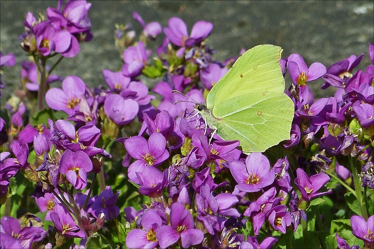 . Zu Besuch in unserem Garten. 31.03.2017 (Hans)