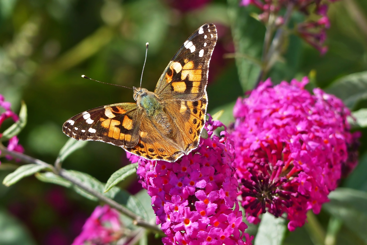 . Zur groen Freude der Fotografin ffnete der schne Distelfalter sein Flgel fr einen kurzen Augenblick. 26.08.2015 (Jeanny)