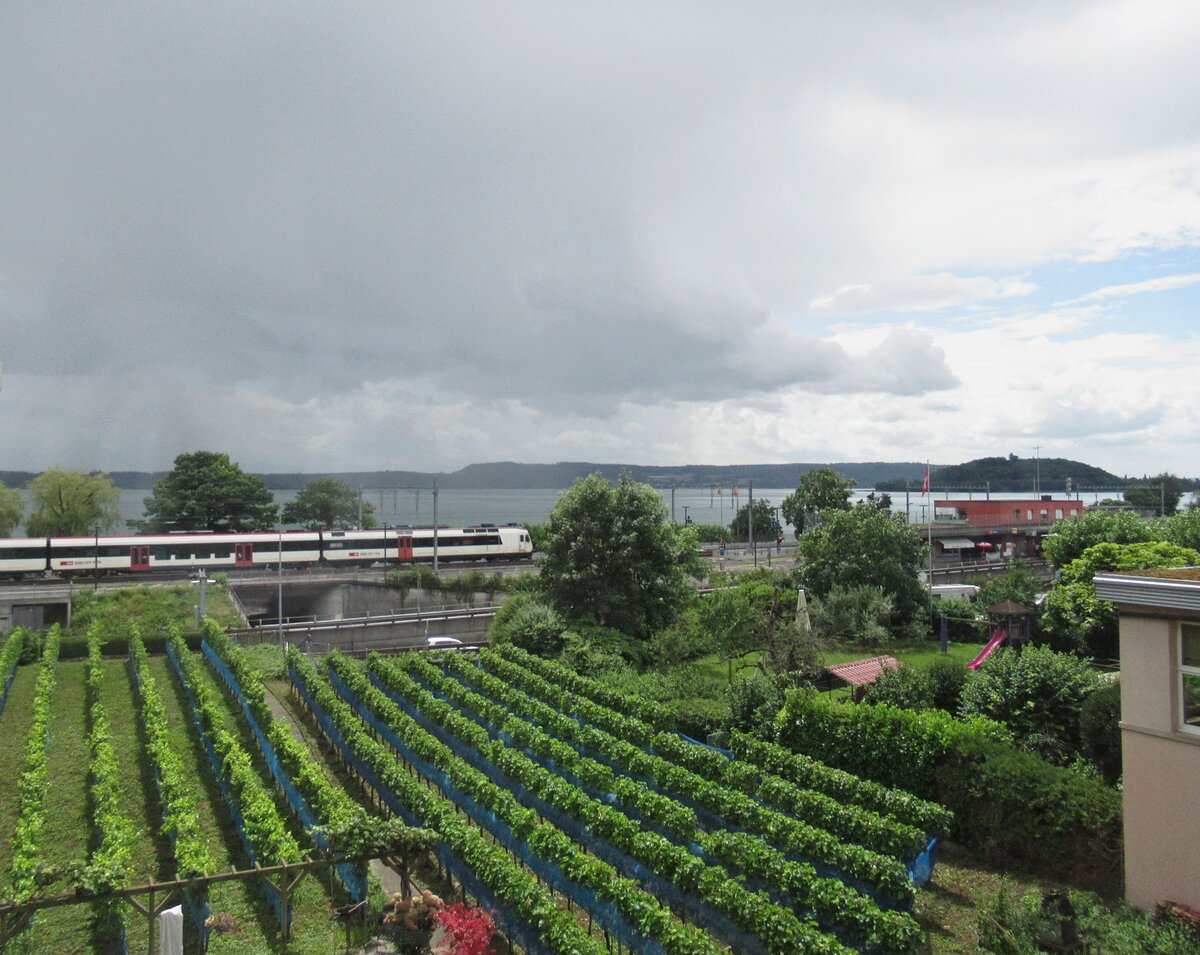 Am Bielersee: Regionalzug mit Triebwagen 560 (Dominozug) in Twann. Mit Blick auf die Petersinsel. 2.August 2025 