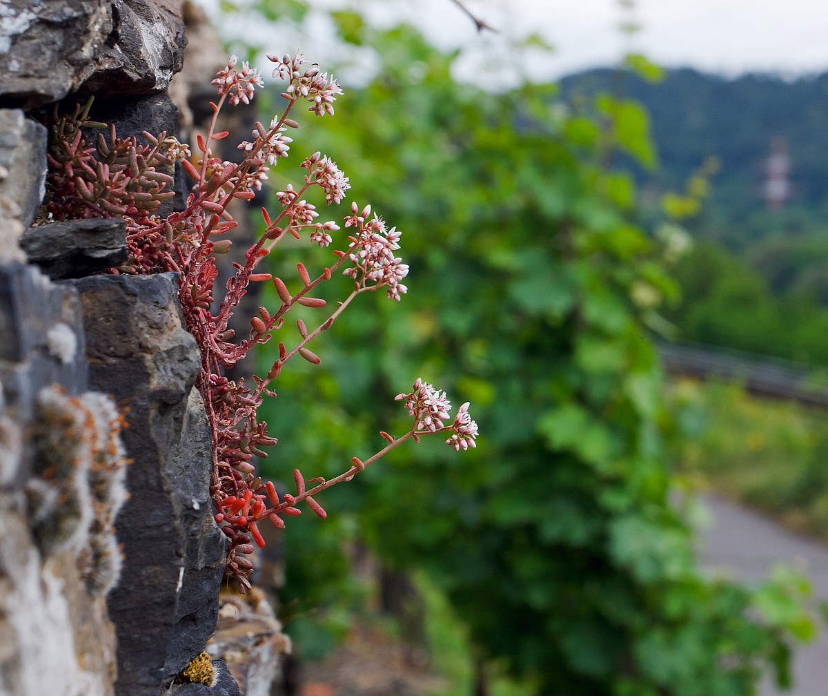 An einer Weinbergsttzmauer am  am 20.06.2014 bei Winningen (Mosel).