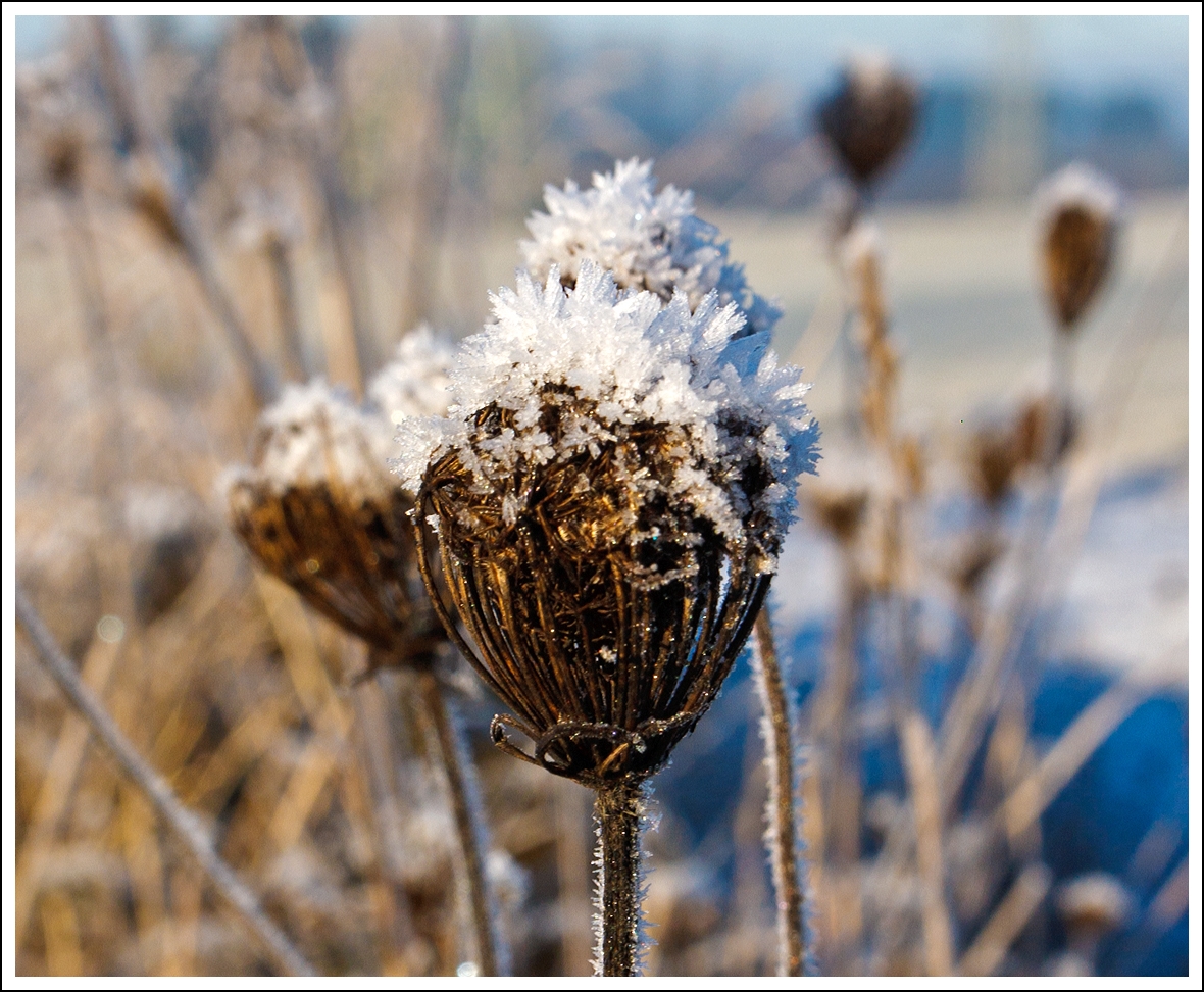 Auf dem Westerwald hat auch der Winter Einzug gehalten. 
Nisterau am 26.11.2013. 
Eiskristalle auf verdrten Blten.