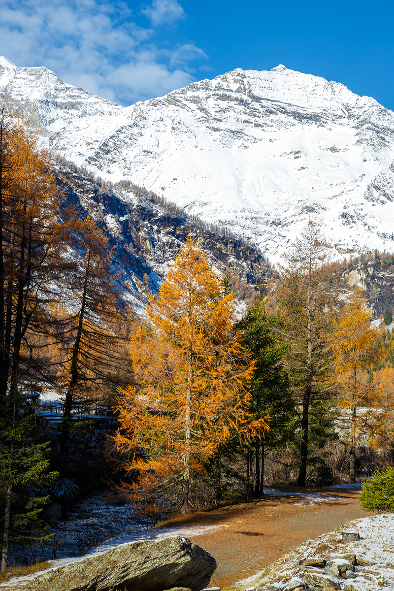 
Bei Cavaglia an der Berninabahn am 04.11.2019, im Hintergrund das Berninamassiv.
